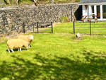 sheep statues
