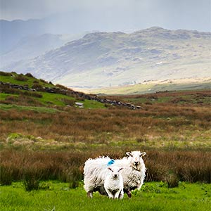 sheep near snowdon